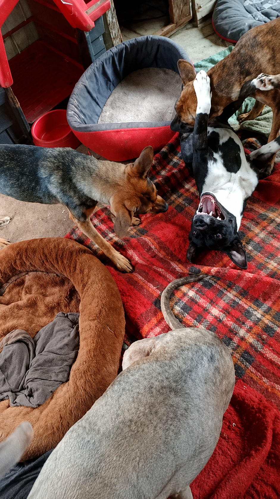 Cães brincando em um ambiente acolhedor
