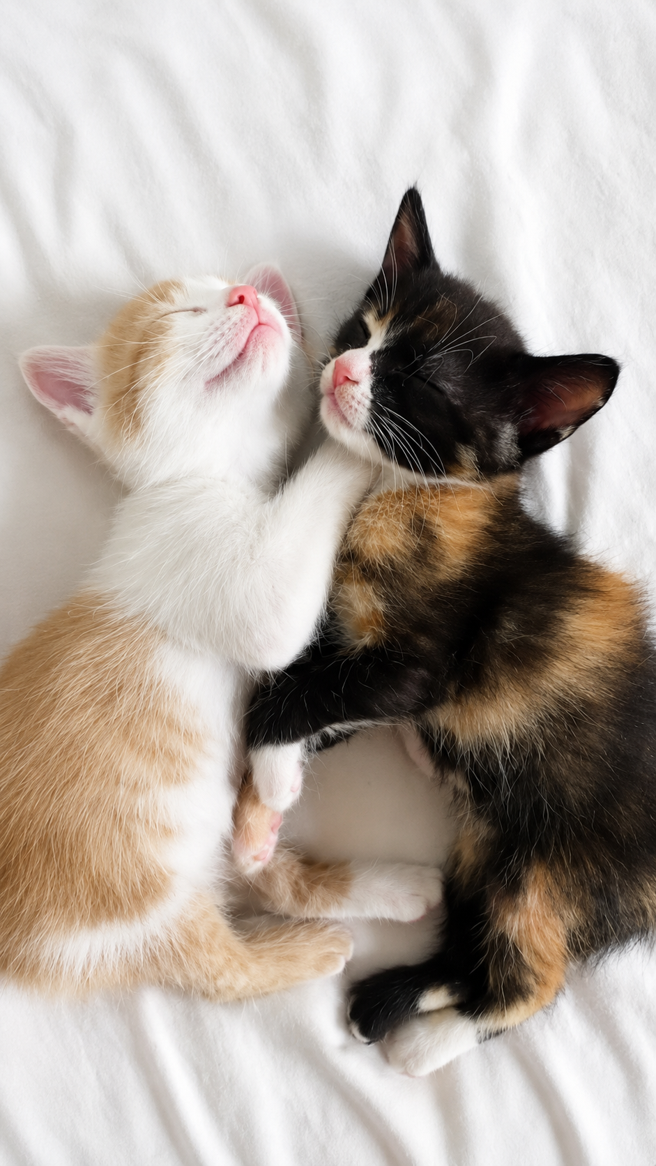 Dois gatinhos abraçados em uma cama branca