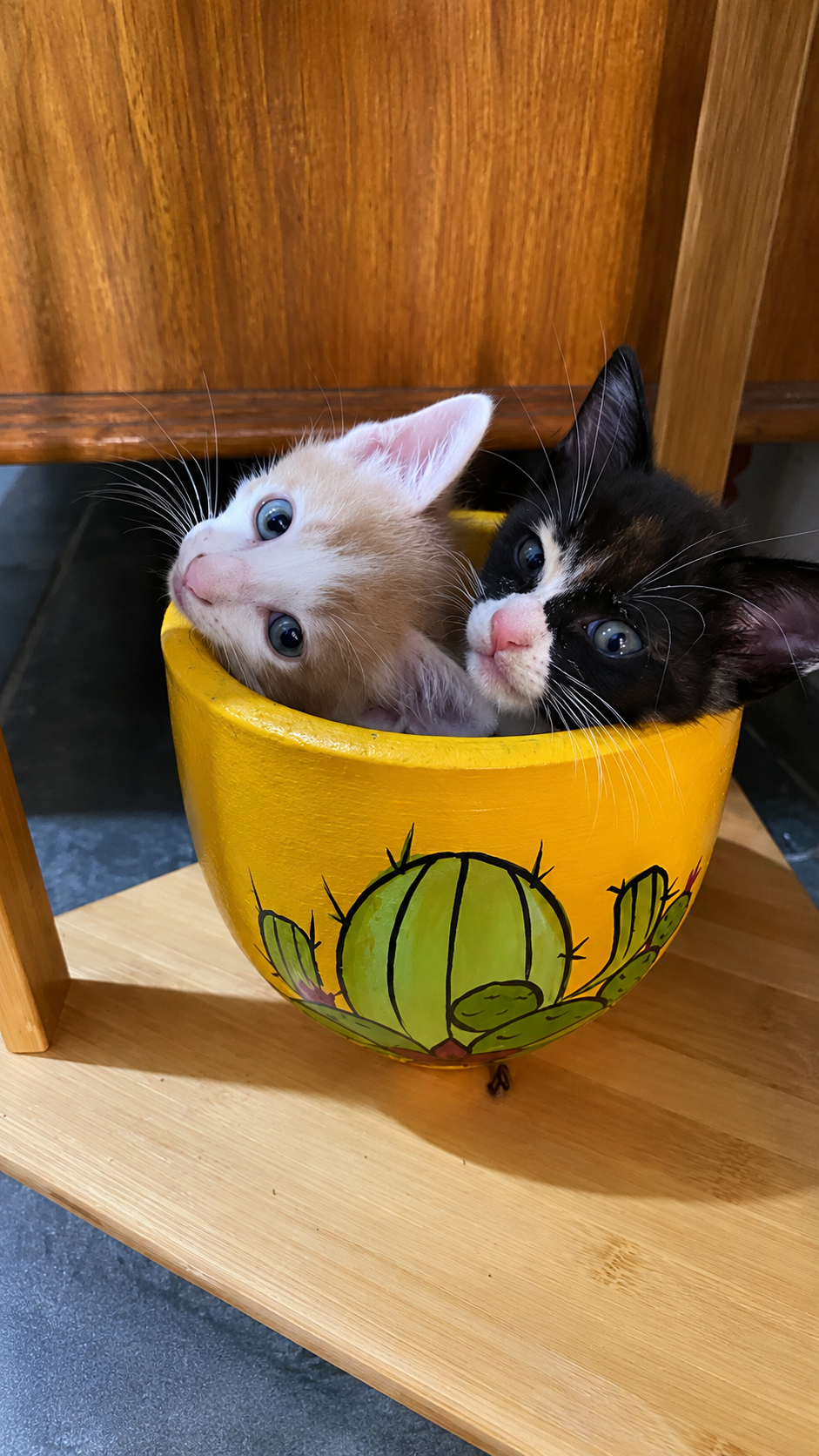Dois gatinhos dentro de um vaso amarelo
